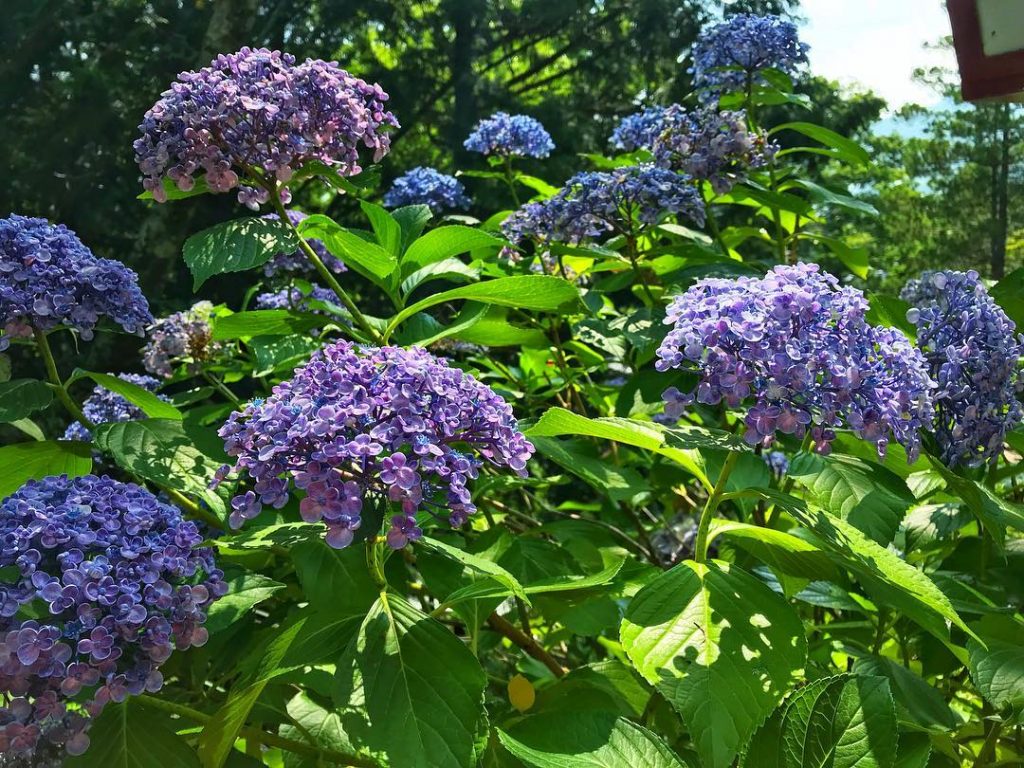 ️Hydrangeas️ 24/07/18, Shimoyoshida Station, ???????? . . . . #iamtb #tb #japan #wanderlust #&hellip;