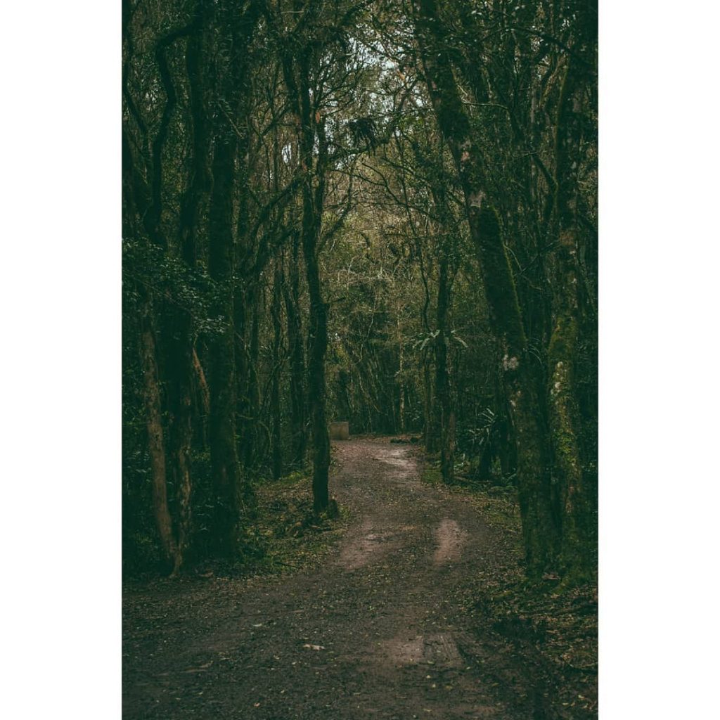 Wait a second, let me catch my breath #travel #trip #roadtrip #onroad #forest #viajar…