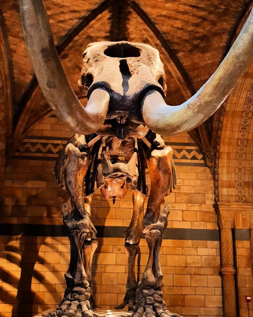 Museo de historia natural, su entrada es gratis para mayores y pequeños! Y es&hellip;