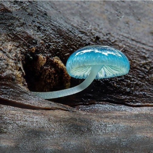 Wonderful Blue Mushroom Plant #hermanosviajeros #iloveamsterdam #sanfrancisco #igersnetherlands #winterlove #visitamsterdam #bnesimppl #loves_amsterdam #igersnetherlands #cityphotography #madeinsephora&hellip;