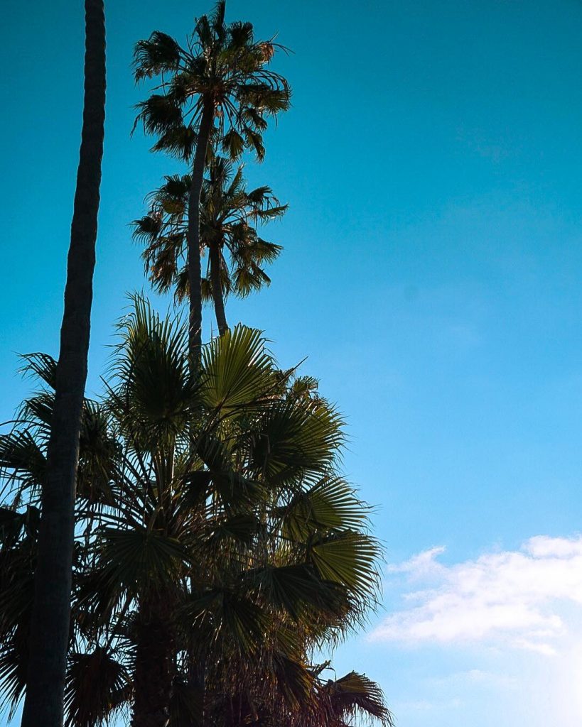 Life is better with palm trees . . . . . . . .&hellip;