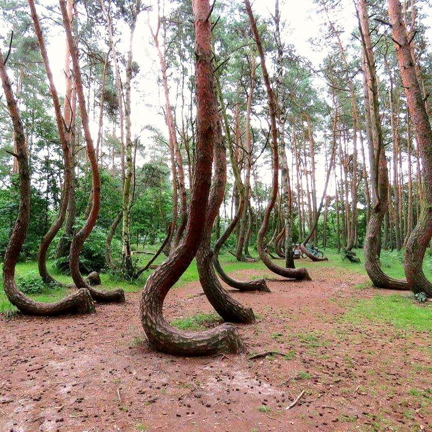 “Krzywy Las” Nowe Czarnowo W latach trzydziestych ubiegłego wieku, w okolicach Gryfina posadzono ich&hellip;