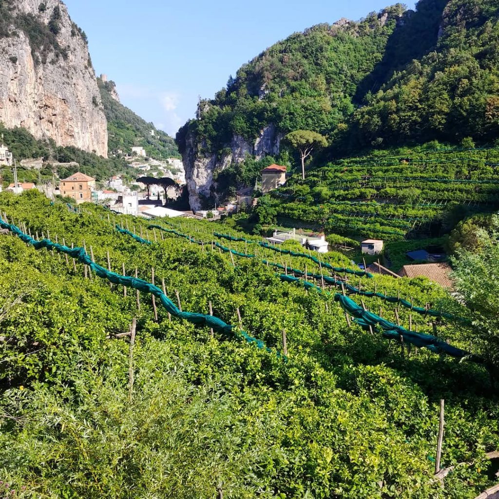 The huge lemon groves in Amalfi this was only a fraction of it. #…