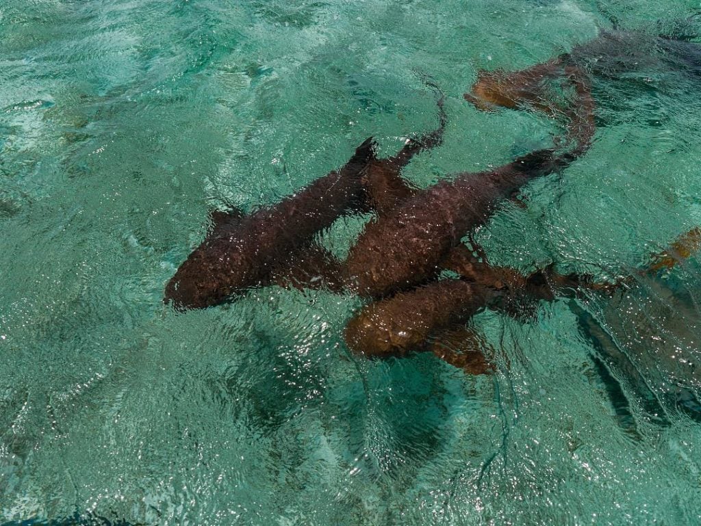 Anyone who visits caye caulker should 100% do the snorkelling tour. Having the opportunity…