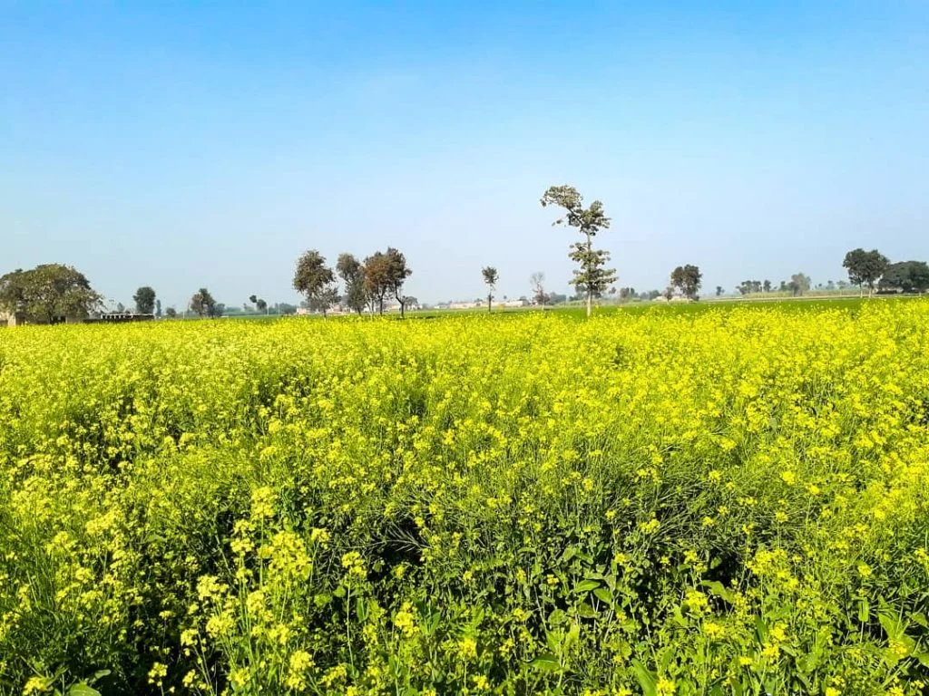 A small village of Punjab, Pakistan