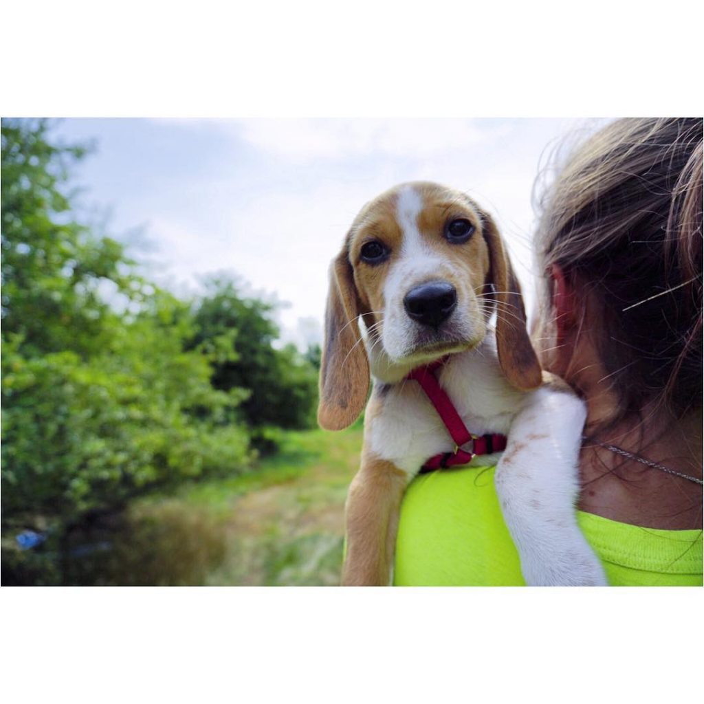 This is Chunk’s face when you pull him away from his tasty deer poo…