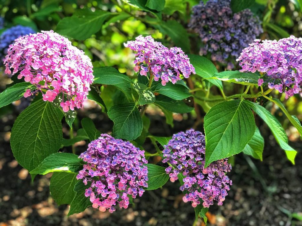 ️Hydrangeas️ 24/07/18, Shimoyoshida Station, ???????? . . . . #iamtb #tb #japan #wanderlust #&hellip;