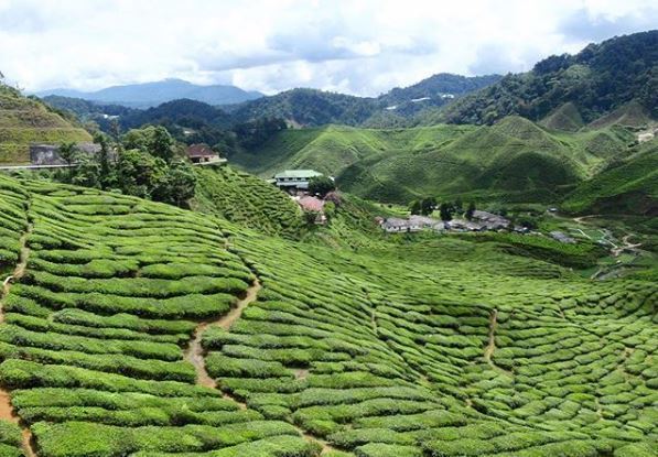 Cameron Highlands where tea and fresh strawberry scones are a food is often lightly&hellip;