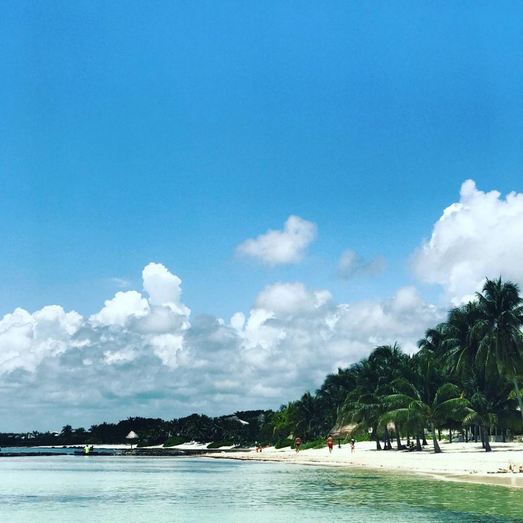 I have a gecko on my wall, a monkey on the street, and jaguar&hellip;