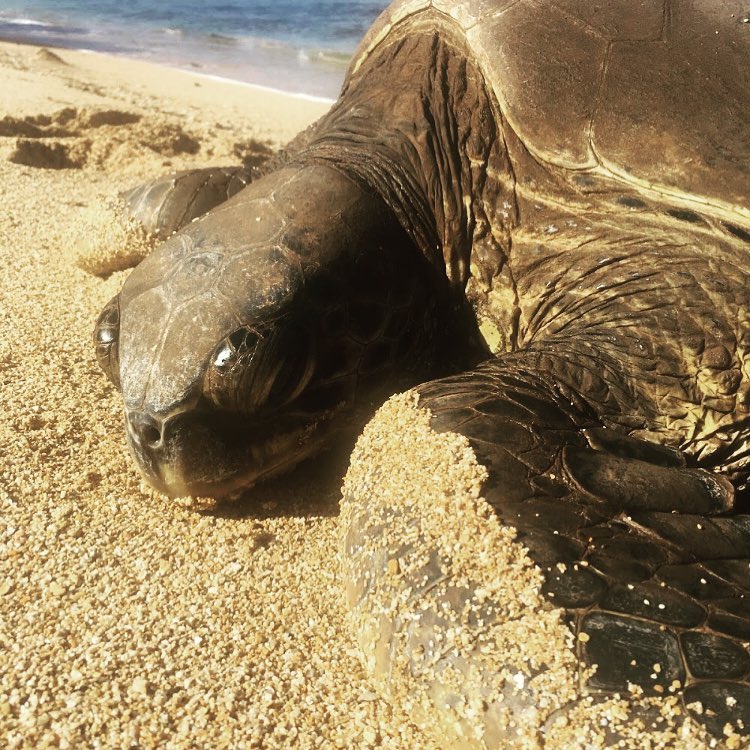 Hawaii Thinking of you! I remember seeing turtles on this beautiful beach in Hawaii.&hellip;