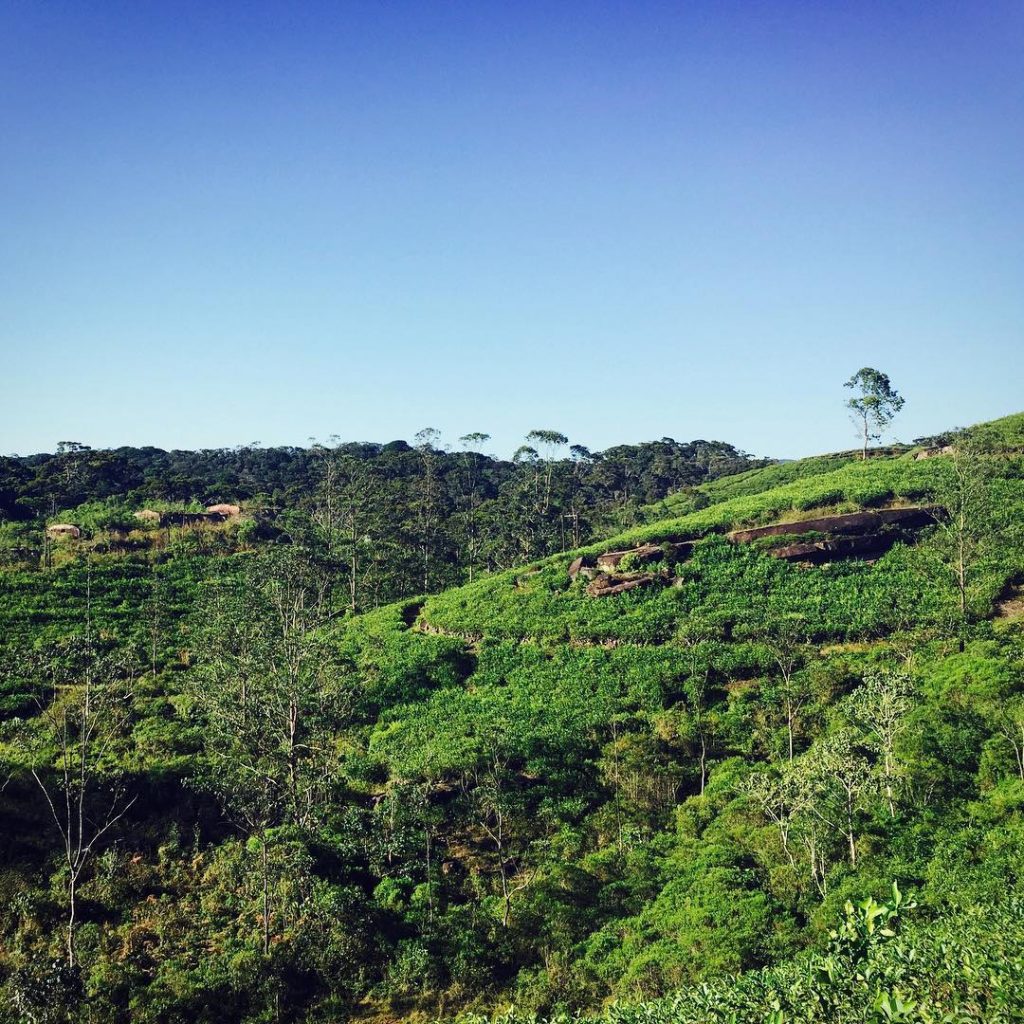 Tea Fields in Sri Lanka . . . . . #fotogemacht #srilanka #srilankatravel #teaplantation&hellip;