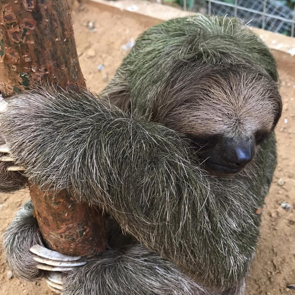 Just Slothing around #sloth #slothsofinstagram #norwegiangetaway #cruise #cruisingaround #Roatan #Honduras #slothlove #slothlover