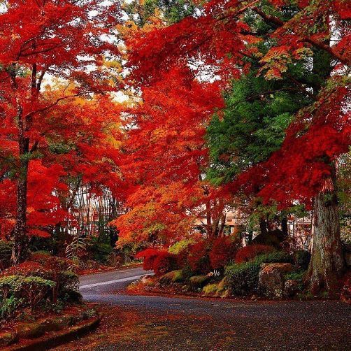Gorgeous autumn in Nikko, Japan #landscapstyles #travelphotography #travelblogger #folkmagazine #chicago #exklusiveshot #visualsofearth #beautifuldestinations #ilovetravel&hellip;