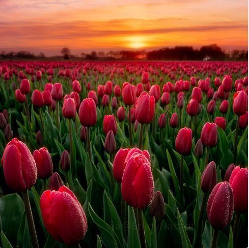 Beautiful Golden Sunset and Red Tulips #landscapstyles #exklusiveshot #visualsofearth #beautifuldestinations #ilovetravel #amazing #hermanosviajeros #iloveamsterdam&hellip;