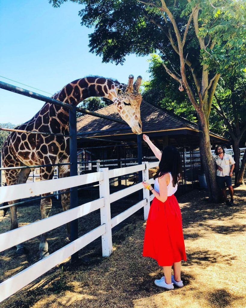 Meet Stanley, feed Stanley ???? #stanleythegiraffe #giraffe #animals #winesafari #saddlerock #saddlerockranch #malibu #losangeles #la&hellip;