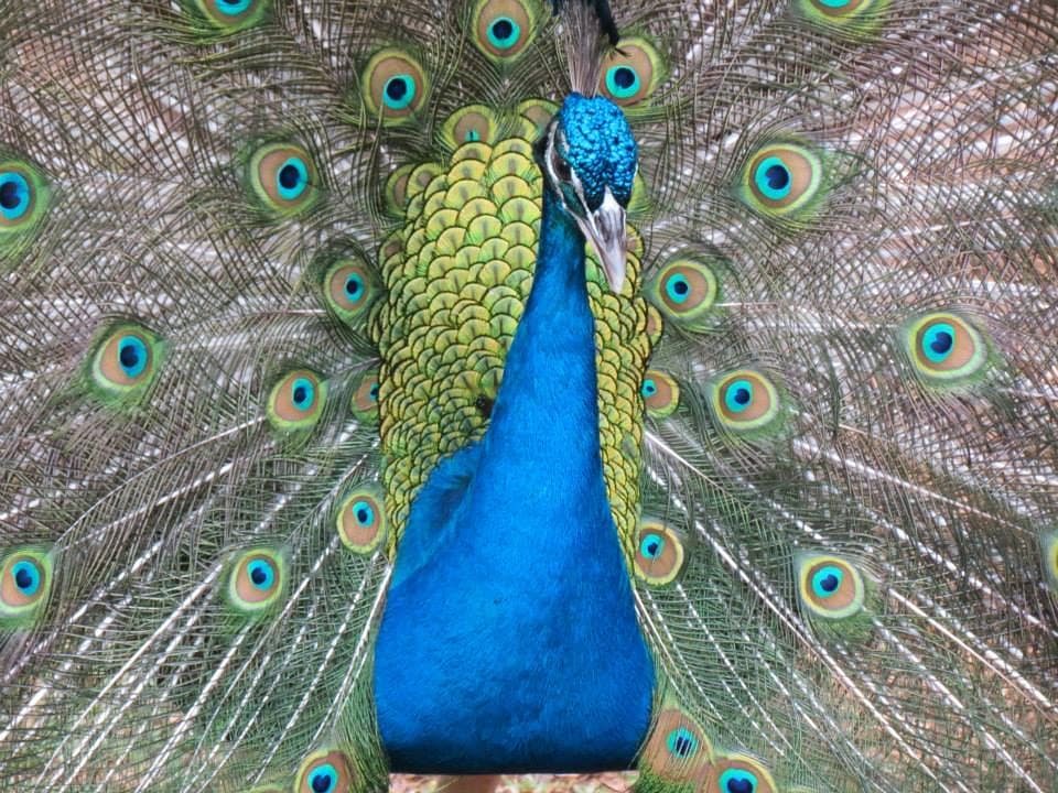 Beauty that holds the heart #peacock #beautiful #royalbird #monsoonmagic #caselanaturepark #mauritius #travelmauritius #beauty #travelbook&hellip;