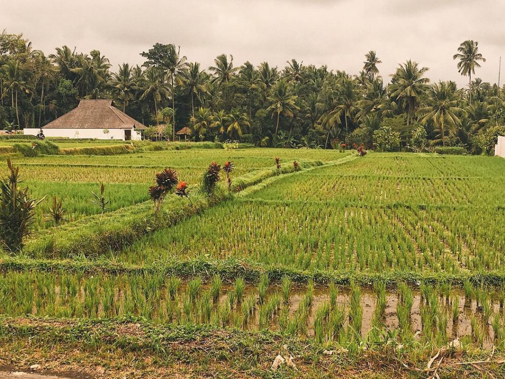 Good morning Bali ________________________________________________ #bali #ubud #indonesia #beautifuldestinations #passionpassport #femmetravel #ourtravelness #travelphotography #wonderful_places #travelrepost&hellip;