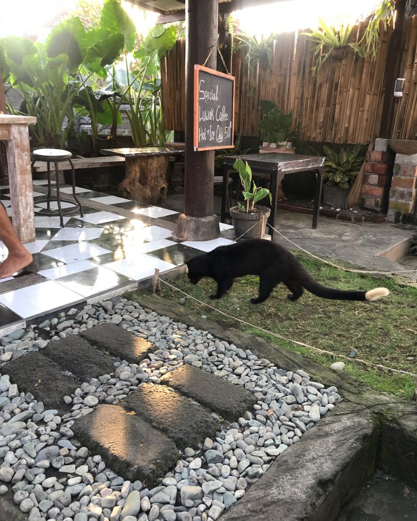 No Luwak coffee for me, but the Civet creature still wanted to play ️