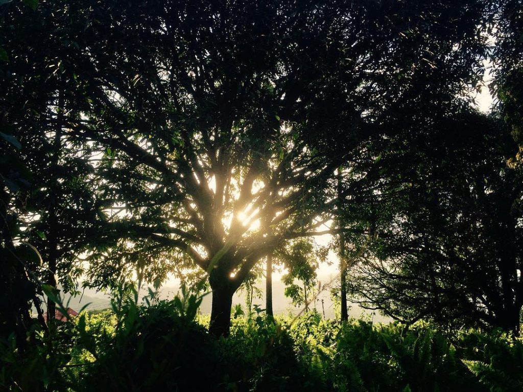 Listen to the trees as they sway in the wind. Their leaves are telling…