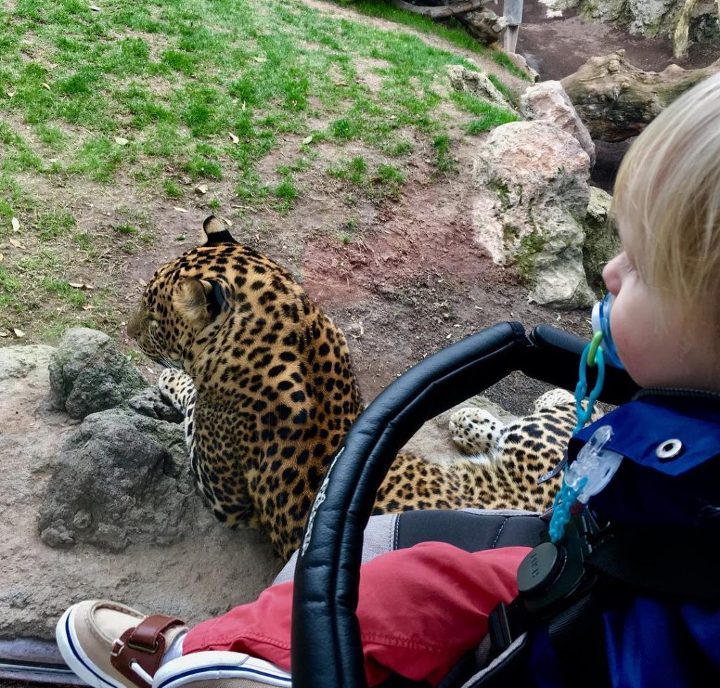 Spotkanie z lampartem #leopard #bigcat #wildcats #bioparkzoo #valencia #spain #aaronowelove #vanentinesday #trip #thebestplaceintheworld #holidays…