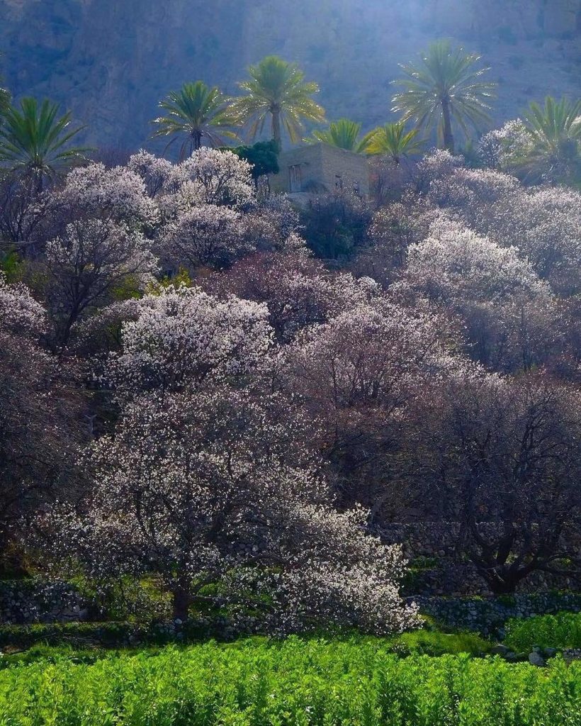 Cherry trees (Wakan village)-أشجار الكرز(قرية وكان)