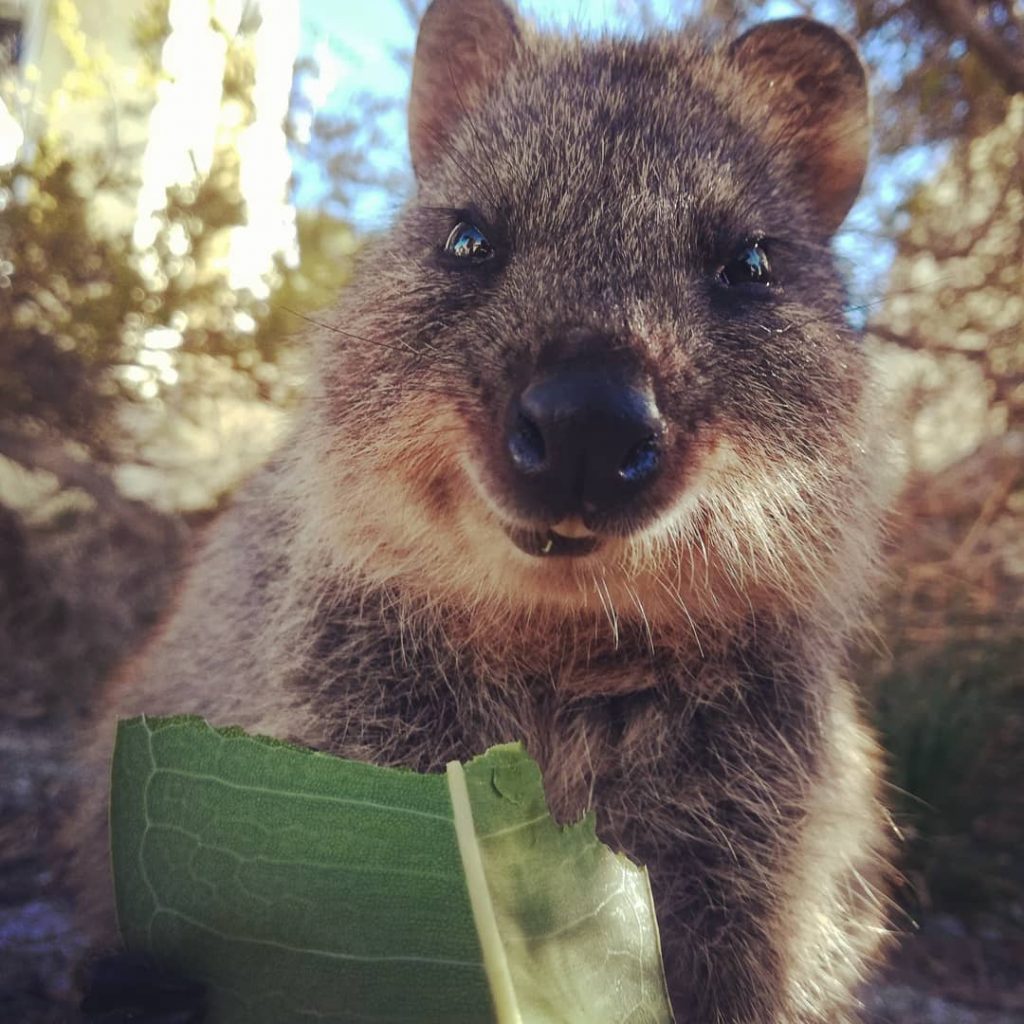 #quokka #rottnestisland #cutenessoverload #happy #luckyday #australia #nowordsneeded #travel #perth #summer #placetobe #start #life #roadtrip&hellip;
