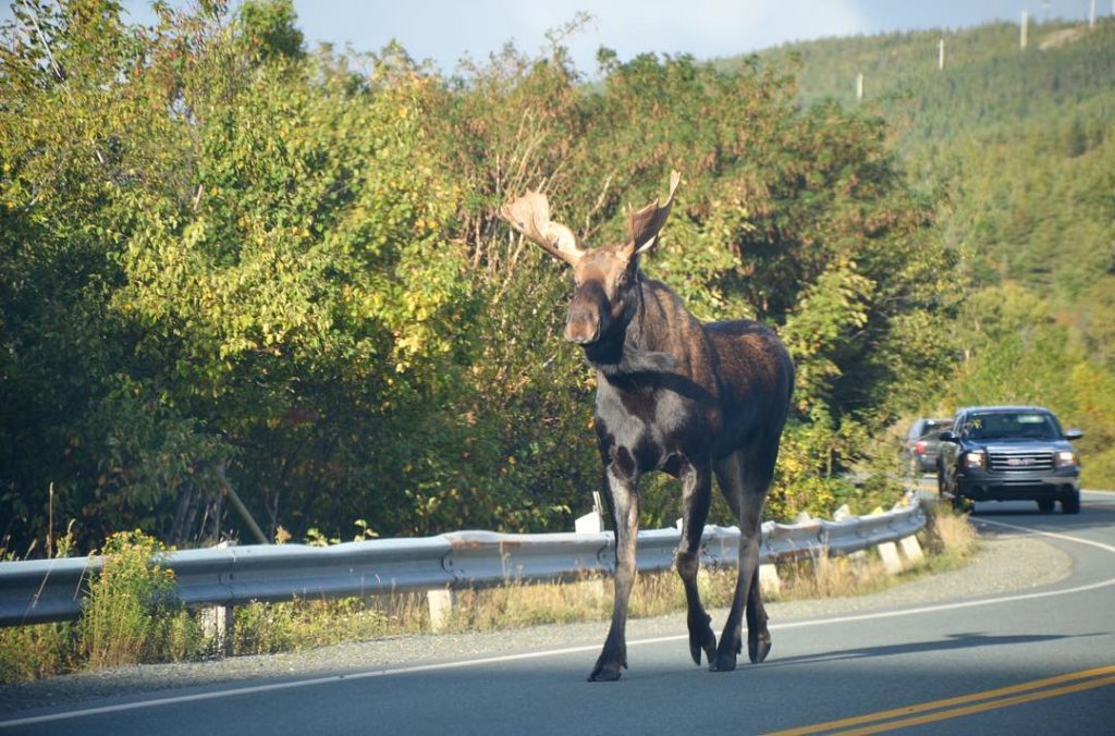 Moose rule the road, just outside of St John‘s in Newfoundland, Canada autumn 2015.…