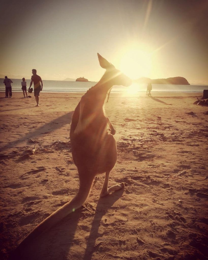 #capehillsborough #kangaroo #sunrise #sunrisewithkangaroos #nofilter #australia #travelphotography #travel #eastcoastaustralia #breakfastwithkangaroos #downunder #beach #campervanlife #wildlife&hellip;