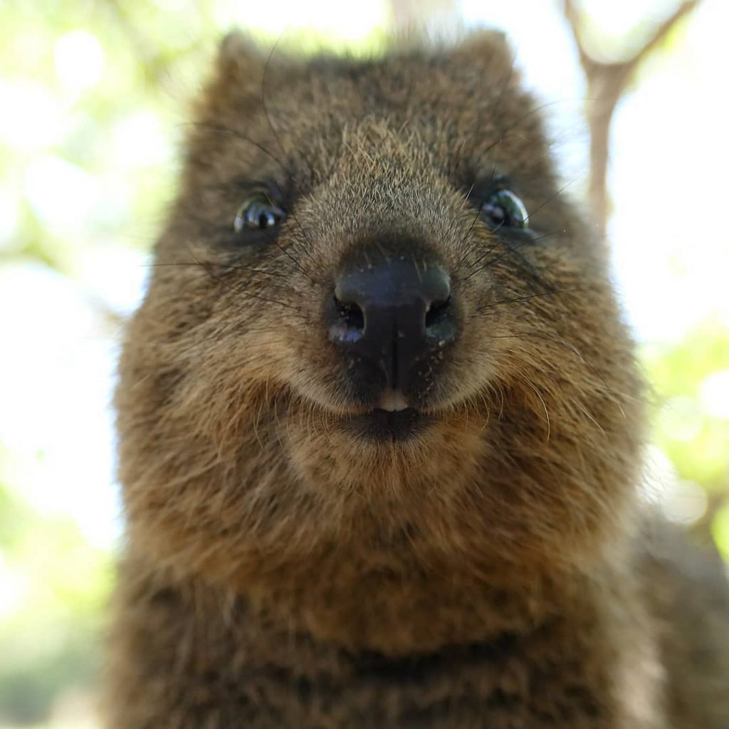 Don’t worry, be happy #quokka #quokkaselfie #cutenessoverload #smile #happiestanimal #happy #noworries #rottnestisland #love #wildlife…