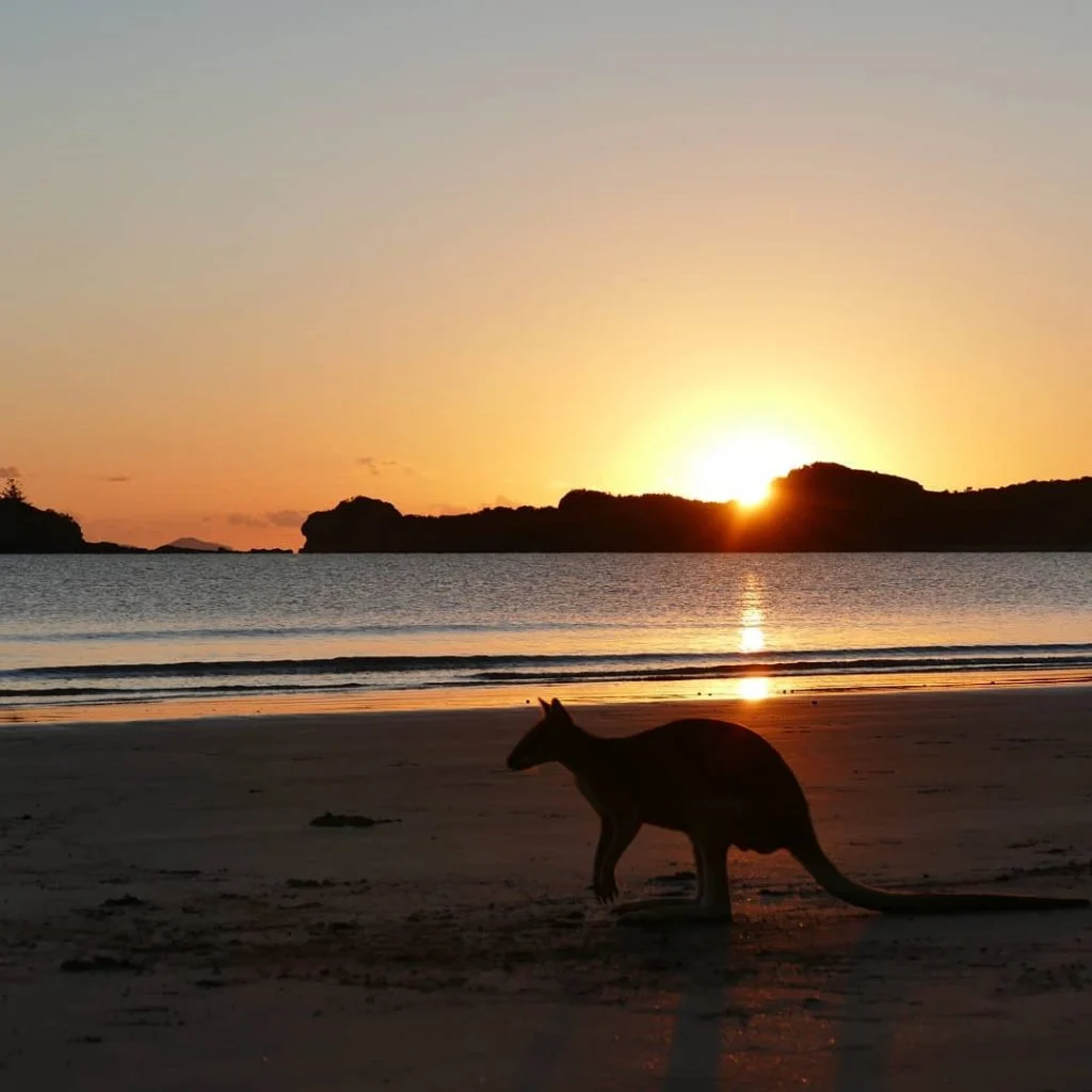 #capehillsborough #kangaroo #wallaby #nofilterneeded #beach #sunrise #redsun #wildlife #wildlifephotography #bestshot #travel #travelphotography #roadtrip #australia&hellip;