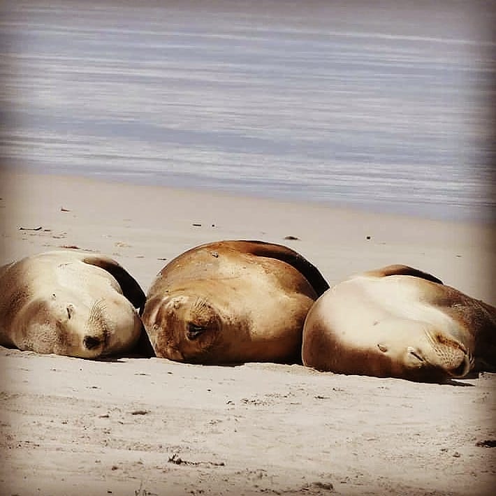 Lazy Sunday ️ #kangaroo #island #sealion #cuddles #together #family #timetogether #beach #lazyday #goodmorning #sunday…