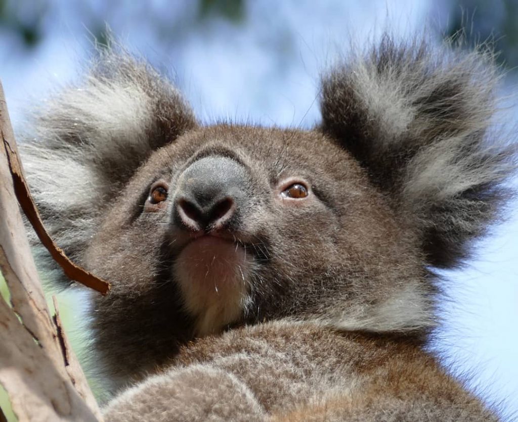 Cute little baby with a heart nose ️ #koala #baby #kangarooisland #tree #australia #australiananimals…