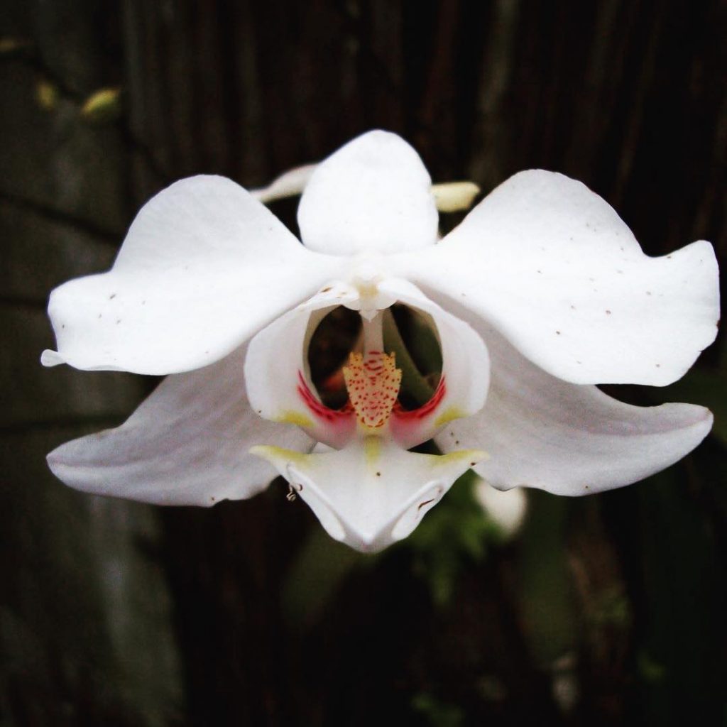 True beauty consists of purity of heart -mahatma Gandhi #flora #color #coloroftheday #colorofthedaywhite #colors&hellip;