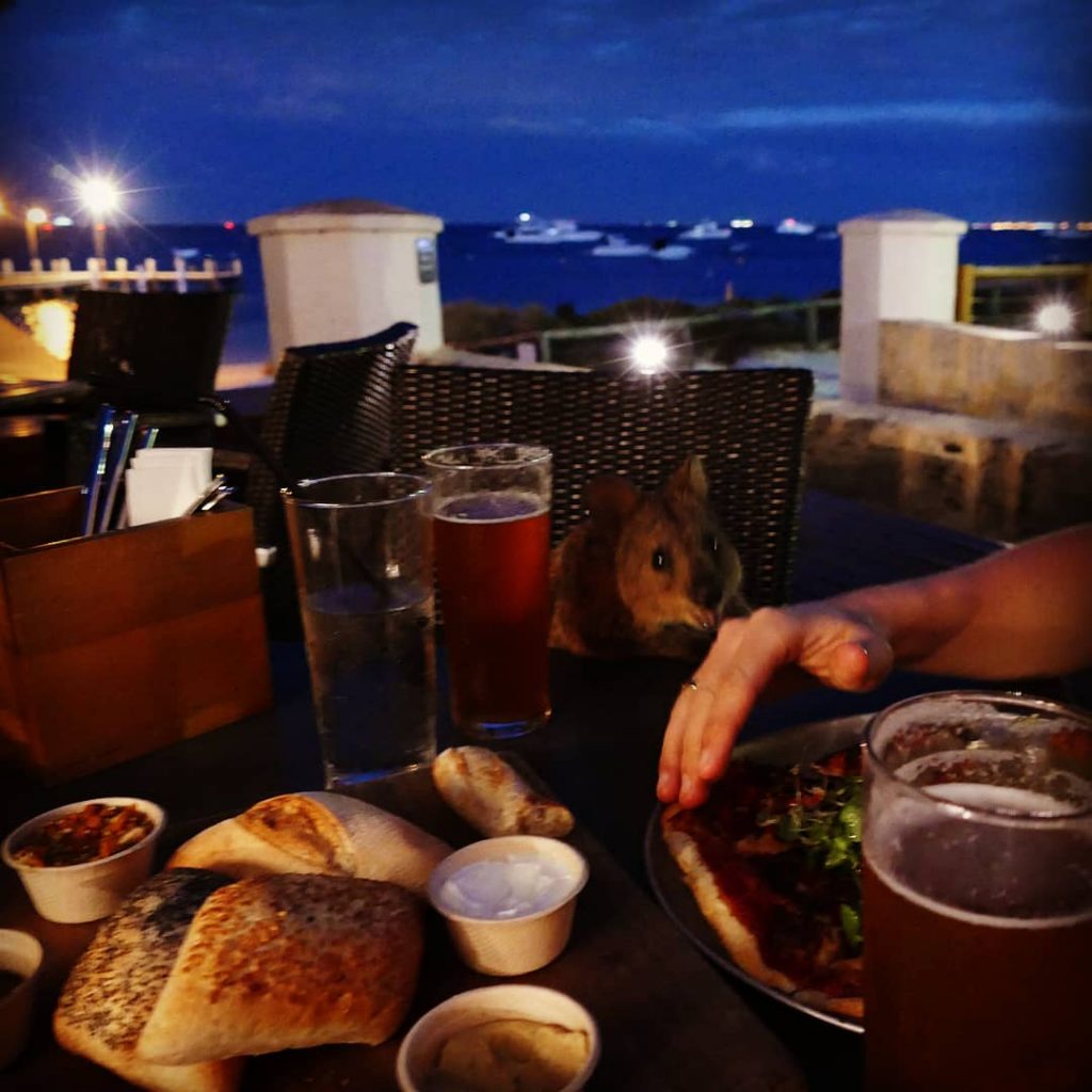 Cute little thief #quokka #rottnestisland #dinner #restaurant #pizza #beer #nightout #night #seafront #boats #instafood…
