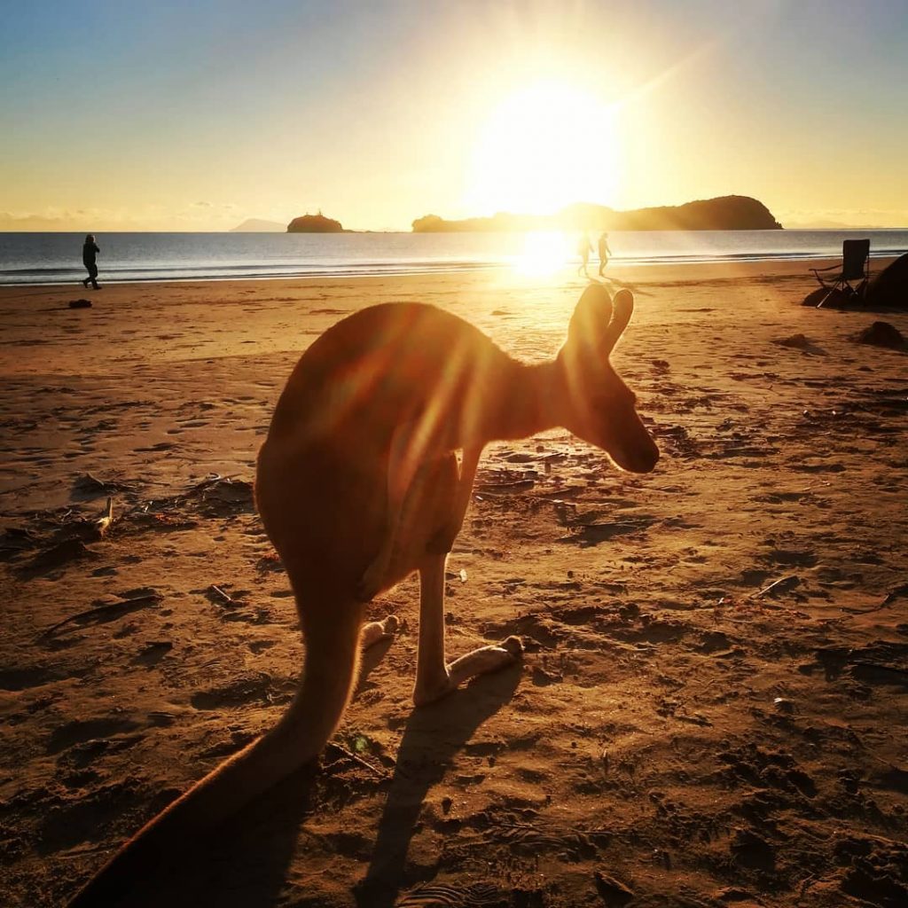 Let’s do some #yoga during the #sunrise #capehillsborough #beach #kangoroo #weekend #sunday #camperlife #romantic&hellip;