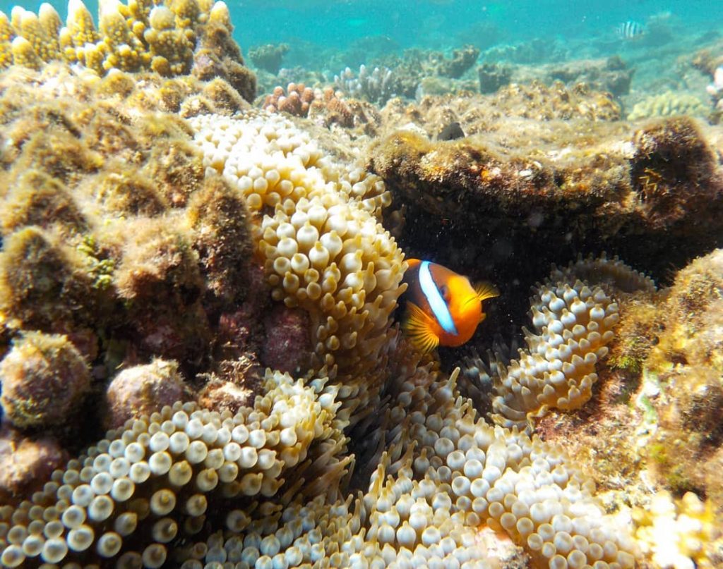 #nemo #findingnemo #clownfish #greatbarrierreef #flynnreef #reef #nature #naturelovers #australia #wonderful_places #ocean #wildlifephotography #wildlife #anemone…