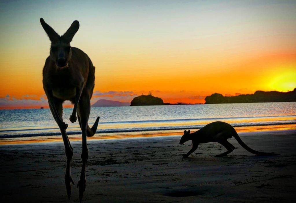 Sunrise with kangaroos @gab_worldtraveler #capehillsborough #sunrise #kangaroo #wallaby #kangaroos #wallabies #beach #wildlifephotography #animalplanet #wildlife…