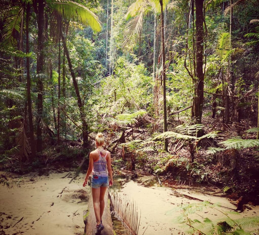 Bridge to a hidden world #bridge #hiddenworld #exploretheunknown #jungle #treetrunk #river #fraserisland #centralstation #inlandtrack…