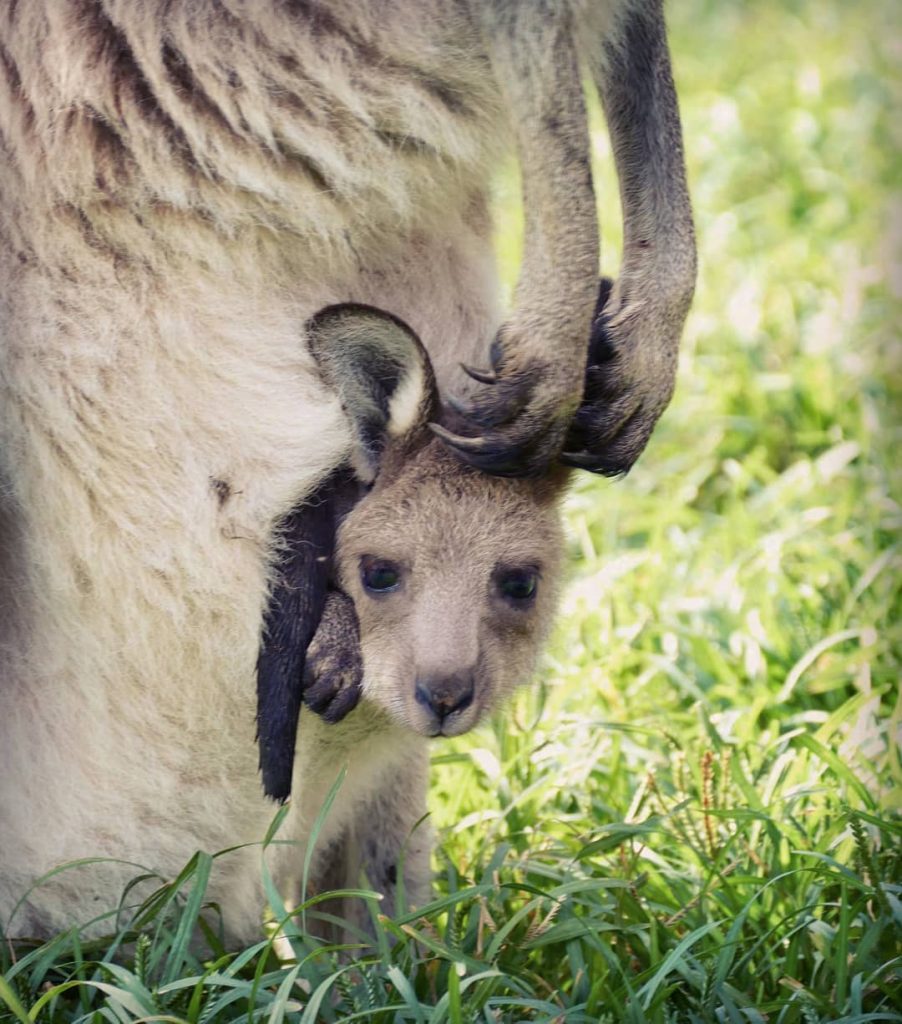 Hey, what’s up? #kangaroo #kangaroobaby #mammals #marsupial #mama #baby #family #bnesimppl #cuddles #cuteness #australia…