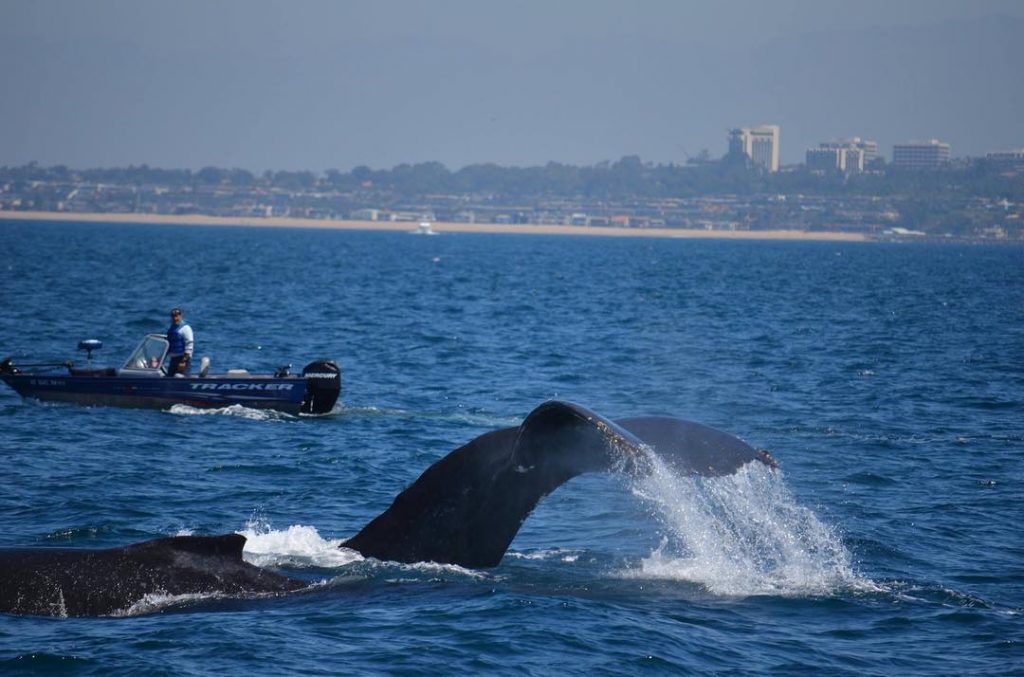 Safe our Ocean ️️ Wir suchen nach einer seriösen Organisation, die sich für den&hellip;