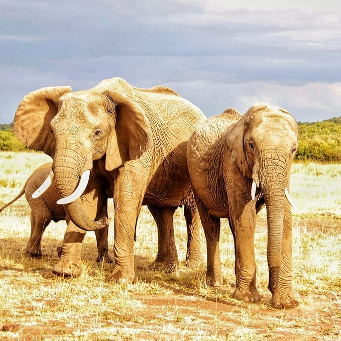 Elephants Assemble . Upon driving by this herd, this baby elephant’s parents got into…