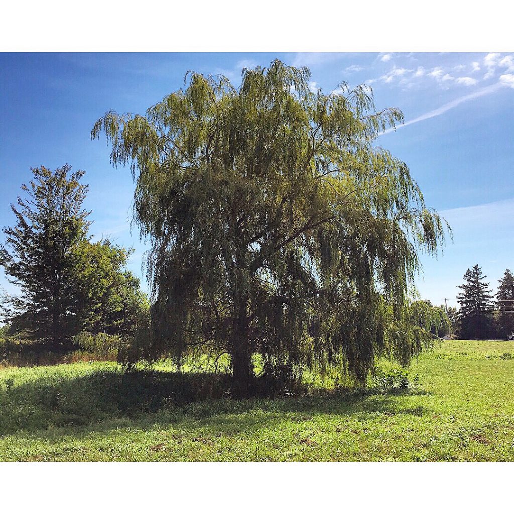 While waiting on the green manure to grow, we are making some property improvements&hellip;