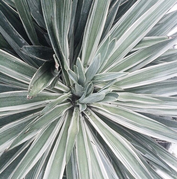 i have a thing for plants