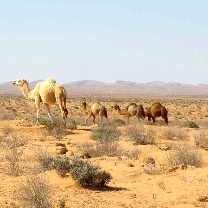 Tunezja dzikie wielbłądy. Wielblad potrafi jednorazowo wypić do 200 litrów wody, a jeśli nie&hellip;