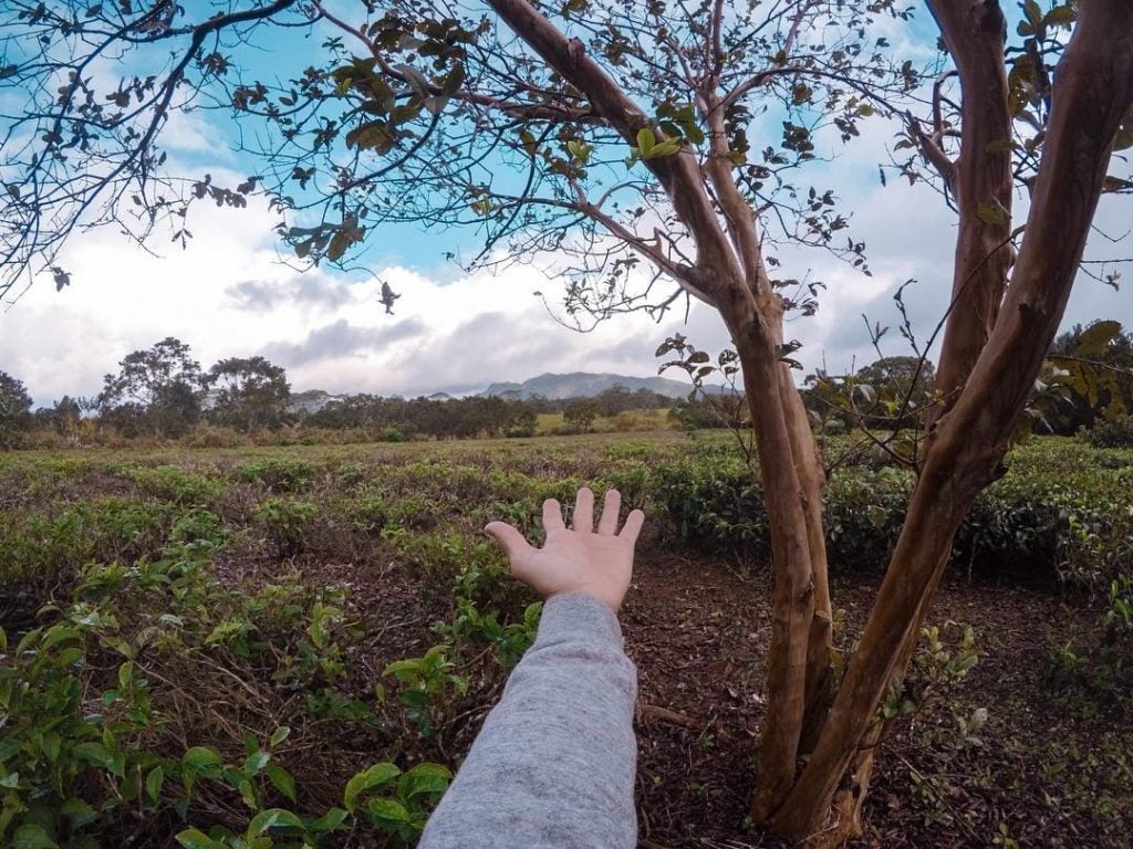 Wandering around the tea fields of Dubreuil