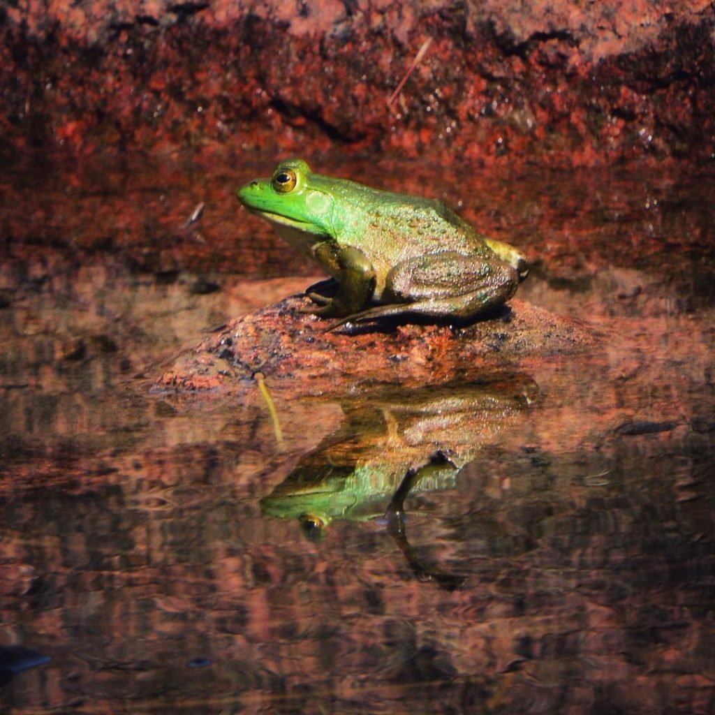 Frogflection #jordanpond #acadianationalpark #maine #travel #travelphotography #instatravel #tourism #travel gram #wanderlust #ilovetravel #travelcouple #worldtravel…