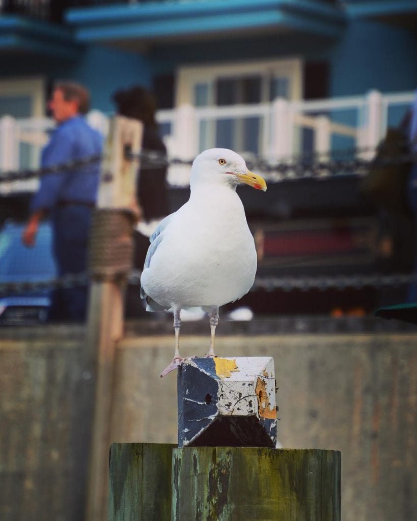 First citizen of Bar Harbor that greeted me. I was impressed with his ability…