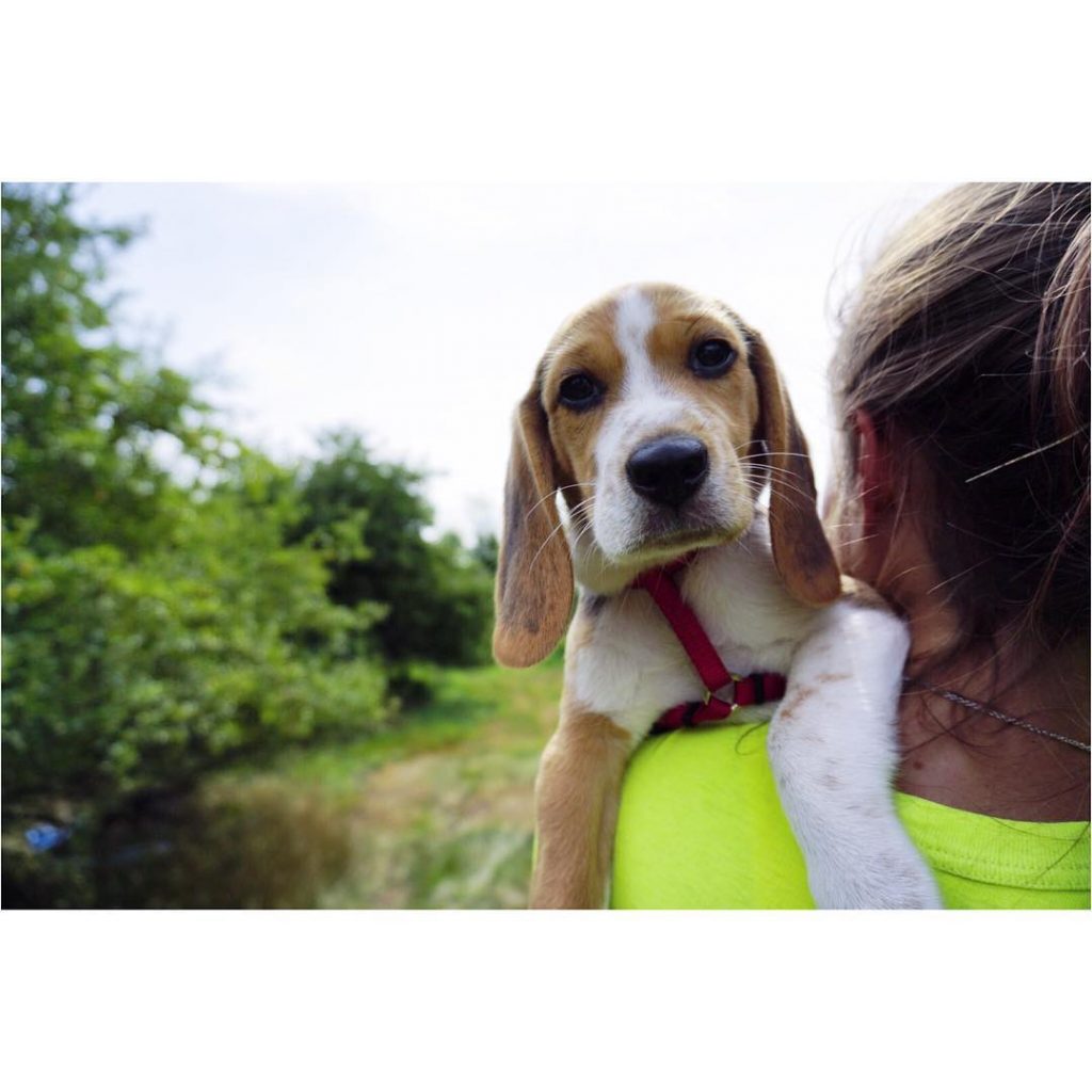 Chunk’s face when you pull him away from his deer poo snacks. Speaking of&hellip;
