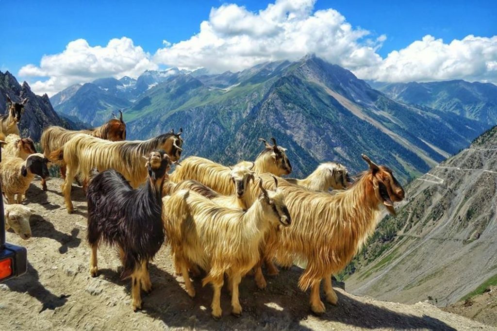 The Goats of Zoji La Ladakh, #Kashmir #landscapstyles #exklusiveshot #visualsofearth #beautifuldestinations #ilovetravel #amazing #hermanosviajeros&hellip;