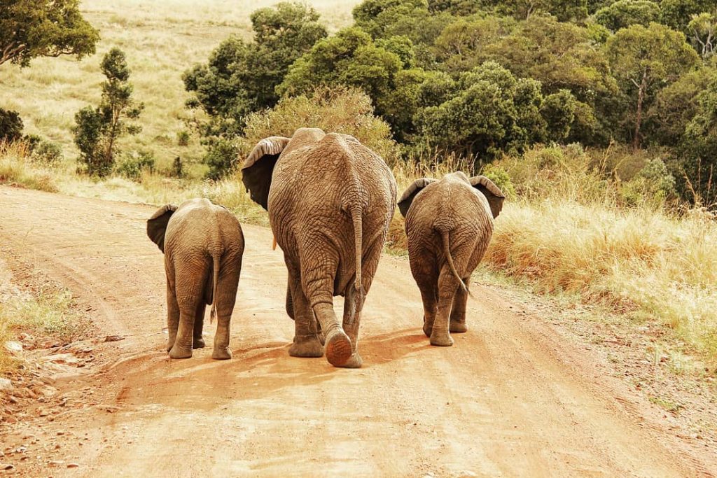 family portrait My favourite picture taken through the entire Safari weekend. Ele-family . .…